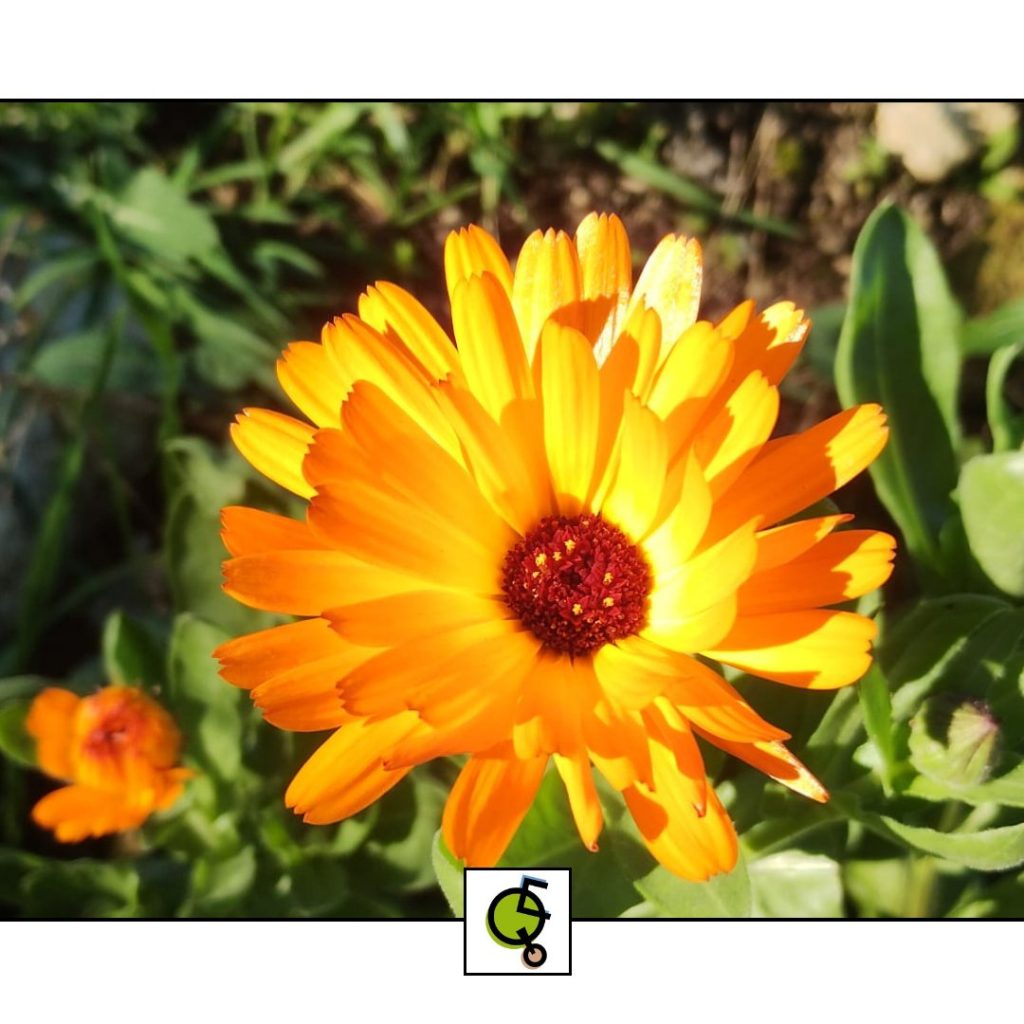Calendula: La Regina dell’Orto